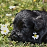 I NUOVI CUCCIOLI SCALPITANO!