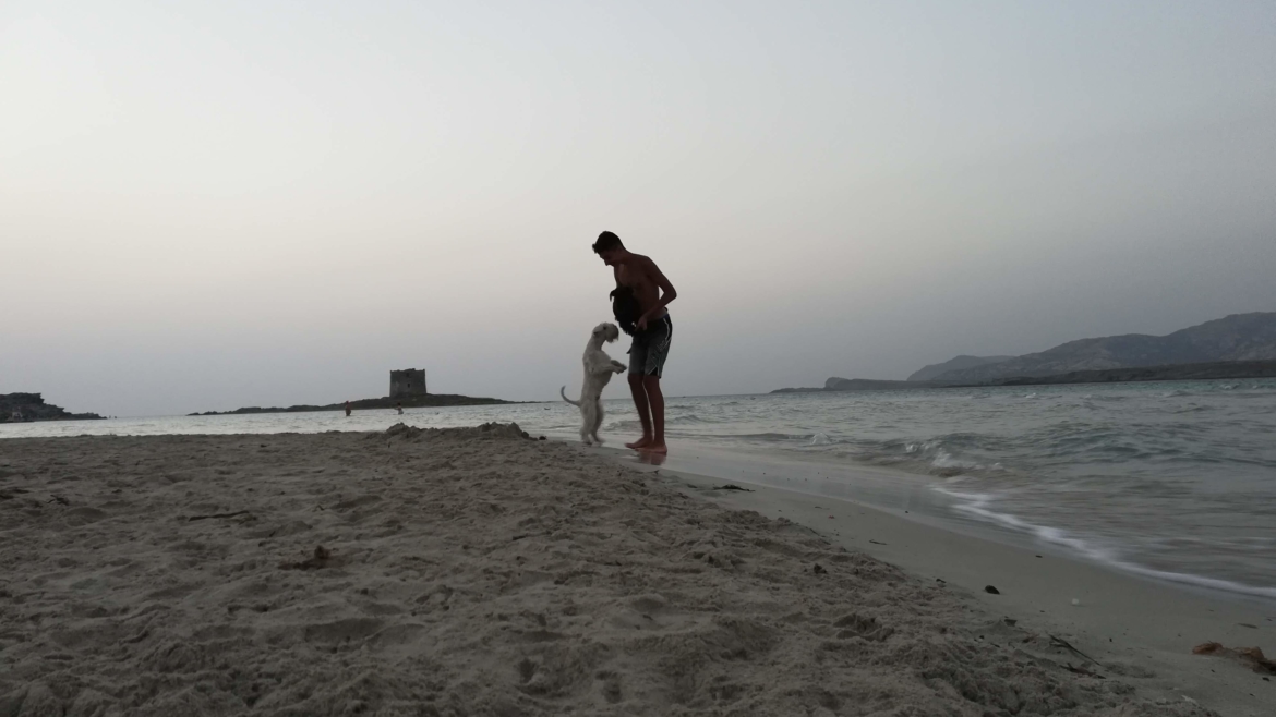 Cani in spiaggia? Nuovo ricorso al TAR Sardegna!