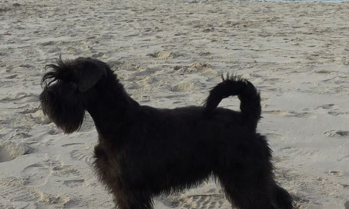 Il TAR Sardegna conferma il divieto dei cani in spiaggia.