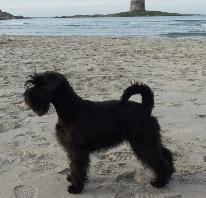 Il TAR Sardegna conferma il divieto dei cani in spiaggia.