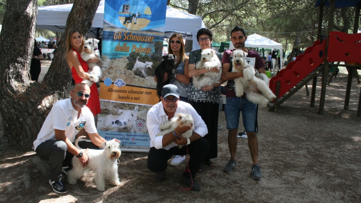 Piccoli schnauzer in Expo ad Oristano