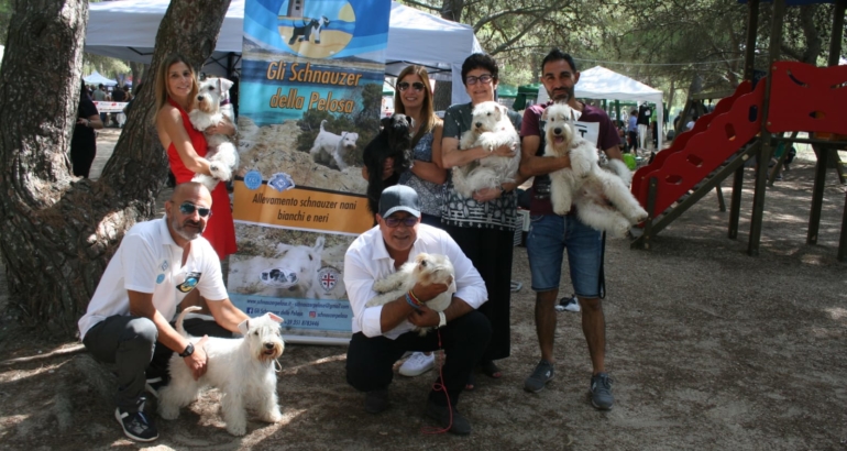 Piccoli schnauzer in Expo ad Oristano