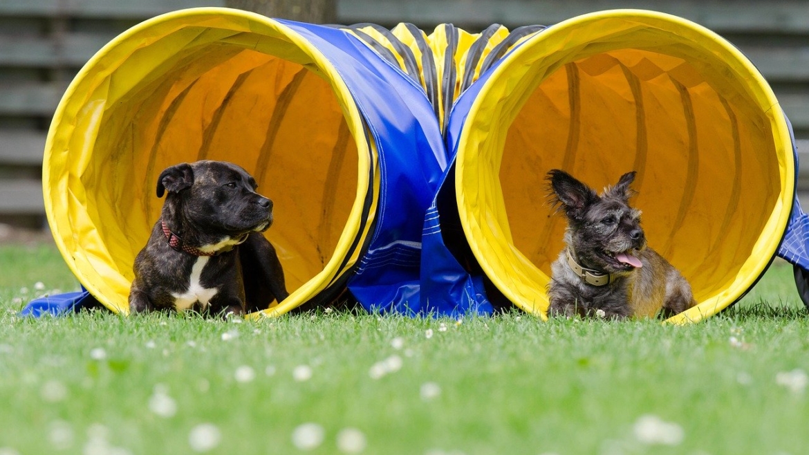 Nuovo campionato sociale: schnauzer e pinscher alla prova con l’agility