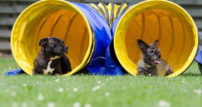 Nuovo campionato sociale: schnauzer e pinscher alla prova con l’agility