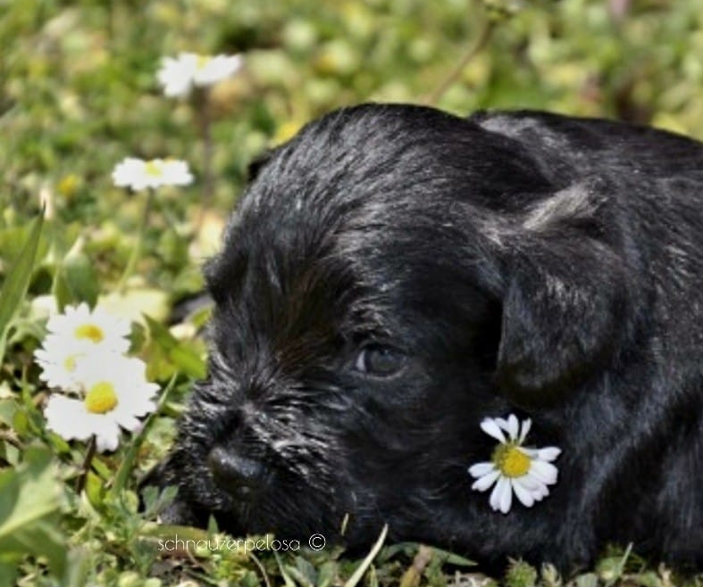 I NUOVI CUCCIOLI SCALPITANO!