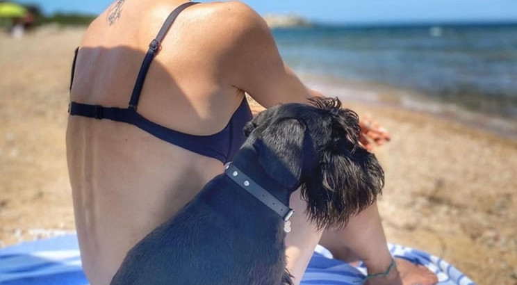 Schnauzer nani in vacanza: avventure estive e il ritorno alla routine.